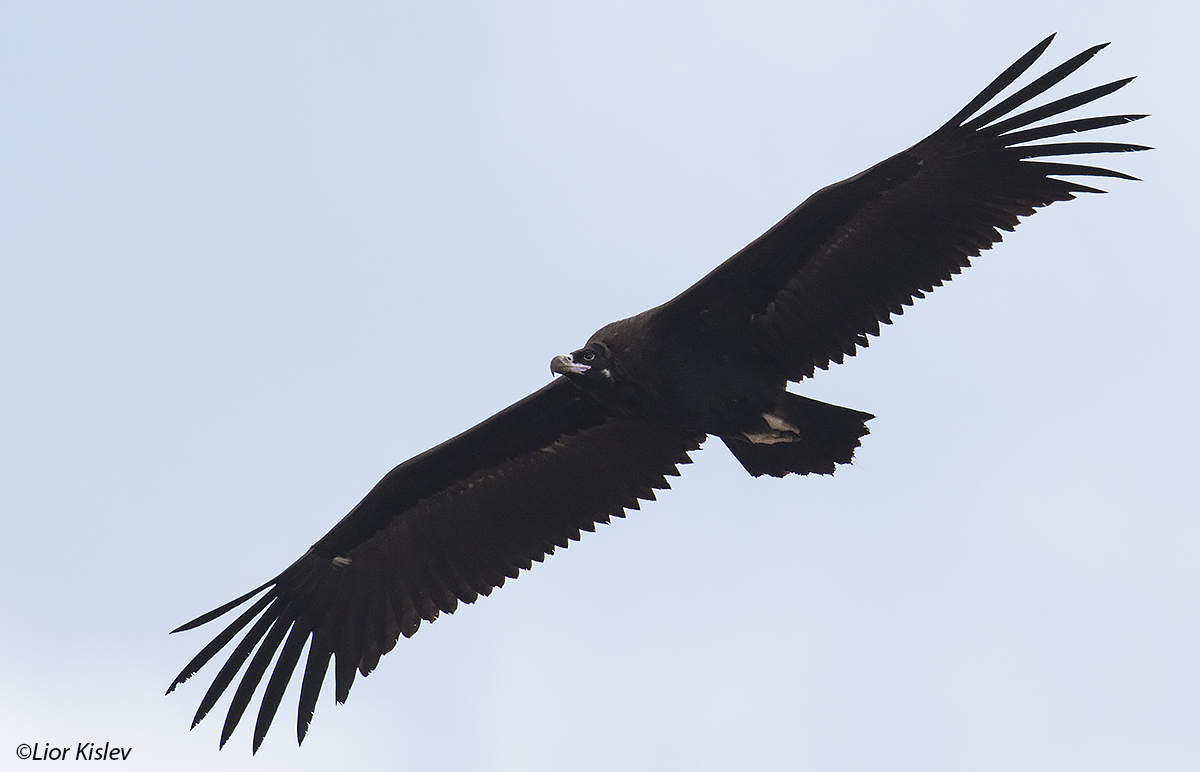 Black Vulture Aegypius monachus , Golan heights ,November 2016